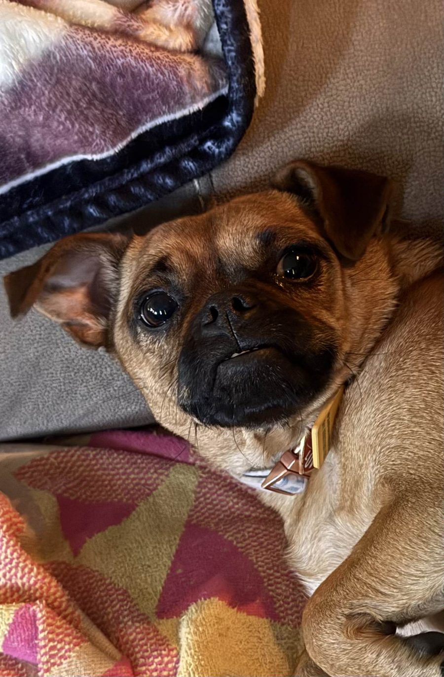 Pippi, James's dog, standing in until a real headshot is ready